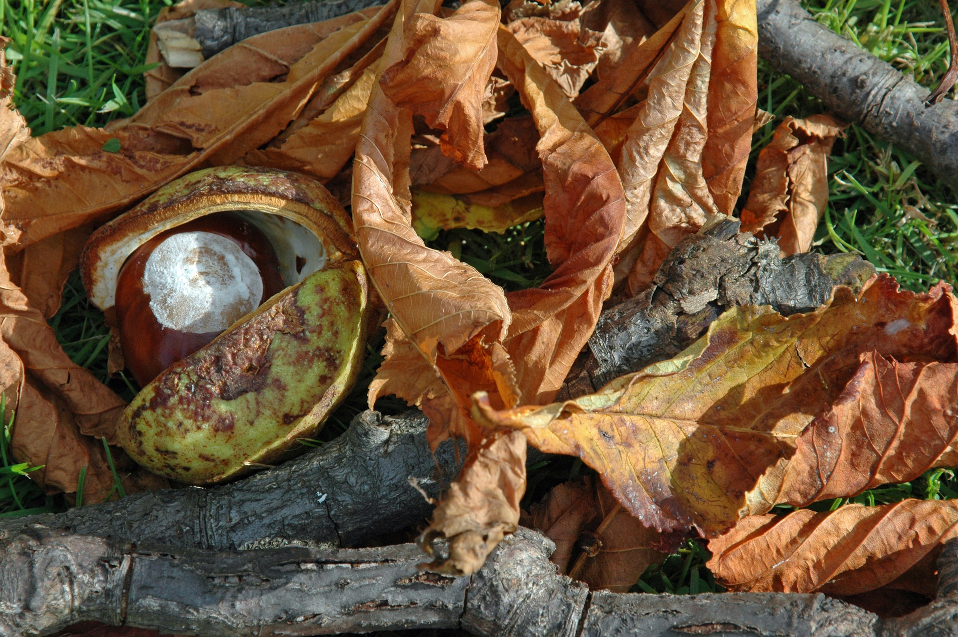 Conkers and autumn leaves